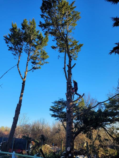 Démontage de cyprès